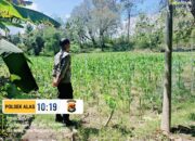 Dukung Ketahanan Pangan Nasional, Bhabinkamtibmas Labuhan Alas Cek Lahan Jagung Warga