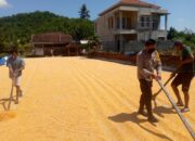 Polsek Kuripan Kawal Kualitas Jagung Petani untuk Penyerapan oleh Bulog NTB