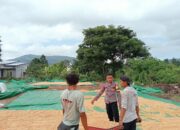 BHABINKAMTIBMAS PEKAT PANTAU HASIL PANEN WARGA DUKUNG PROGRAM KETAHANAN PANGAN NASIONAL