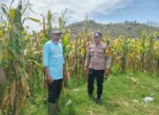 Bhabinkamtibmas Desa Banggo Polsek Manggelewa Dukung Petani Jagung Wujudkan Ketahanan Pangan Nasional