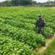 Babinsa Sigerongan Dampingi Pengecekan Lahan Kompi Produksi Kodim 1606