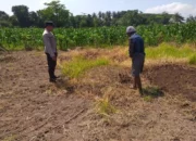 Lombok Barat, NTB – Dalam upaya konkret mendukung Program Ketahanan Pangan Nasional, Bhabinkamtibmas Desa Jagaraga, AIPTU I Gede Dodit, melaksanakan kunjungan dan dialog langsung dengan petani di Dusun Lamper. Kegiatan yang berlangsung pada hari Sabtu, 18 Oktober 2025, pukul 11.00 WITA hingga selesai, ini bertujuan mendorong pemanfaatan lahan produktif secara maksimal oleh warga binaan, baik untuk bercocok tanam maupun beternak atau perikanan. Inisiatif ini merupakan wujud nyata sinergi Polri dan masyarakat dalam menjaga ketersediaan pangan di tingkat lokal. Peran Aktif Polri dalam Mendukung Kemandirian Pangan Daerah Kunjungan Bhabinkamtibmas AIPTU I Gede Dodit di Dusun Lamper difokuskan kepada Bapak Ahmad, salah seorang petani setempat yang memiliki lahan produktif. Dalam pertemuan yang berlangsung hangat dan penuh kekeluargaan, AIPTU I Gede Dodit menyampaikan pentingnya peran aktif masyarakat, terutama para petani dan peternak, dalam menghadapi tantangan ketahanan pangan global. Ia mengajak warga untuk tidak hanya mengandalkan hasil panen utama, tetapi juga memanfaatkan pekarangan rumah atau lahan tidur untuk menanam komoditas pangan cepat panen seperti sayur-sayuran, sebagai bentuk diversifikasi dan cadangan pangan keluarga. Kapolsek Kuripan, Polres Lombok Barat, Polda NTB, Ipda I Wayan Eka Ariyana, S.H., menegaskan bahwa kegiatan ini adalah bagian dari instruksi pimpinan Polri untuk secara masif mengawal dan mendukung program pemerintah. "Peran Bhabinkamtibmas sangat strategis sebagai ujung tombak Polri di desa. Mereka tidak hanya menjaga kamtibmas, tetapi juga menjadi motivator dan penggerak ekonomi kerakyatan, khususnya di sektor pertanian. Kami terus mendorong anggota kami untuk terjun langsung, memastikan warga binaan teredukasi dan tergerak untuk memanfaatkan setiap jengkal lahan yang ada," ujar Ipda I Wayan Eka Ariyana, S.H. Menggali Potensi Lokal Melalui Pemanfaatan Lahan Produktif Inti dari kunjungan tersebut adalah memotivasi Bapak Ahmad dan warga lainnya agar lebih optimal dalam memanfaatkan lahan. AIPTU I Gede Dodit memberikan pemahaman bahwa ketahanan pangan dimulai dari tingkat rumah tangga dan desa. Dengan menanam sayur-sayuran di lahan milik sendiri, warga dapat mengurangi ketergantungan pada pasar, memastikan ketersediaan pangan yang sehat, sekaligus berpotensi meningkatkan pendapatan keluarga. "Saya berdialog dengan Bapak Ahmad, menjelaskan bahwa program ketahanan pangan ini bukan hanya tanggung jawab pemerintah semata, melainkan tanggung jawab kita bersama. Dengan memanfaatkan lahan seoptimal mungkin, kita tidak hanya menjamin ketersediaan pangan keluarga, tapi juga ikut berkontribusi pada ketahanan pangan nasional," kata AIPTU I Gede Dodit. Ia menambahkan, pihaknya siap membantu memfasilitasi komunikasi dengan instansi terkait jika warga membutuhkan bimbingan teknis lebih lanjut mengenai pertanian atau peternakan. Sambutan Positif Warga dan Komitmen Mendukung Program Pemerintah Sambutan dari Bapak Ahmad, petani yang menjadi sasaran kunjungan, menunjukkan antusiasme tinggi terhadap inisiatif ini. Bapak Ahmad menyatakan kesediaannya untuk mendukung program pemerintah dengan mulai menanam berbagai jenis sayur-sayuran di tanah miliknya yang terletak di Dusun Lamper, Desa Jagaraga. "Kami menyambut baik kunjungan dari Bapak Bhabinkamtibmas. Ini sangat memotivasi kami para petani. Kami siap mendukung program ketahanan pangan ini. Kebetulan kami punya lahan, dan arahan dari Bapak Dodit untuk menanam sayur-sayuran sangat masuk akal untuk cadangan pangan keluarga kami. Kami akan segera memulainya," tutur Bapak Ahmad dengan semangat. Hasil dari kegiatan ini tidak hanya terhenti pada komitmen menanam sayuran, tetapi juga berhasil menjalin dan memperkuat tali silaturahmi serta komunikasi yang baik antara Polri dan warga binaan. Komunikasi yang intensif dan berkelanjutan seperti ini sangat penting untuk memastikan program-program pemerintah dapat berjalan lancar dan tepat sasaran di tingkat desa. Secara keseluruhan, kegiatan Bhabinkamtibmas Desa Jagaraga AIPTU I Gede Dodit di Dusun Lamper ini berjalan lancar. Situasi di lokasi terpantau aman dan kondusif, mencerminkan sinergi yang harmonis antara aparat keamanan dan masyarakat. Upaya ini menjadi salah satu pilar penting dalam mewujudkan kemandirian pangan yang berkelanjutan di wilayah Kabupaten Lombok Barat, sekaligus mengukuhkan citra Polri sebagai pengayom dan mitra produktif bagi masyarakat. Keberhasilan ini diharapkan dapat menjadi contoh inspiratif bagi desa-desa lain untuk turut serta aktif dalam program penguatan ketahanan pangan nasional.