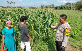 Bhabinkamtibmas Desa Cempi Jaya Dampingi Petani Jagung, Wujudkan Ketahanan Pangan Nasional Menuju Indonesia Emas 2045