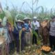 Bhabinkamtibmas Gerung Kawal Panen Jagung, Petani Sumringah!