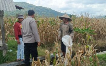Jagung Melimpah, Polri Dukung Ketahanan Pangan di Lombok Barat