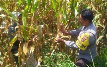 Jaga Stabilitas Pangan, Polri Edukasi Pemanfaatan Lahan