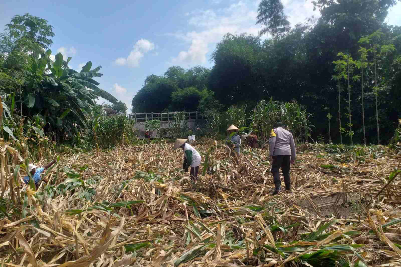 Kemandirian Pangan: Bhabinkamtibmas Kuripan Kunjungi Petani Jagung