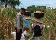 Kabar Baik dari Babussalam: Panen Jagung Sukses, Hasilnya Langsung Diserap Pengepul Lokal