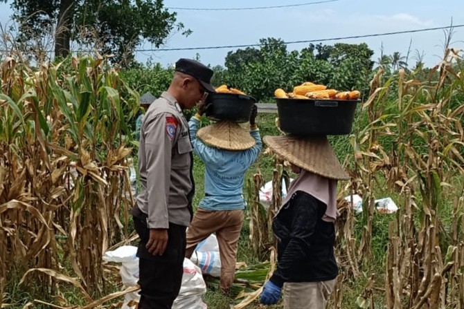 Kabar Baik dari Babussalam: Panen Jagung Sukses, Hasilnya Langsung Diserap Pengepul Lokal