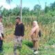 Sinergi Bhabinkamtibmas dan PPL: Panen Jagung Lombok Barat Perkuat Ketahanan Pangan