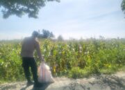 Jagung Lelede Panen Raya, Polri Pastikan Proses Aman dan Harga Stabil