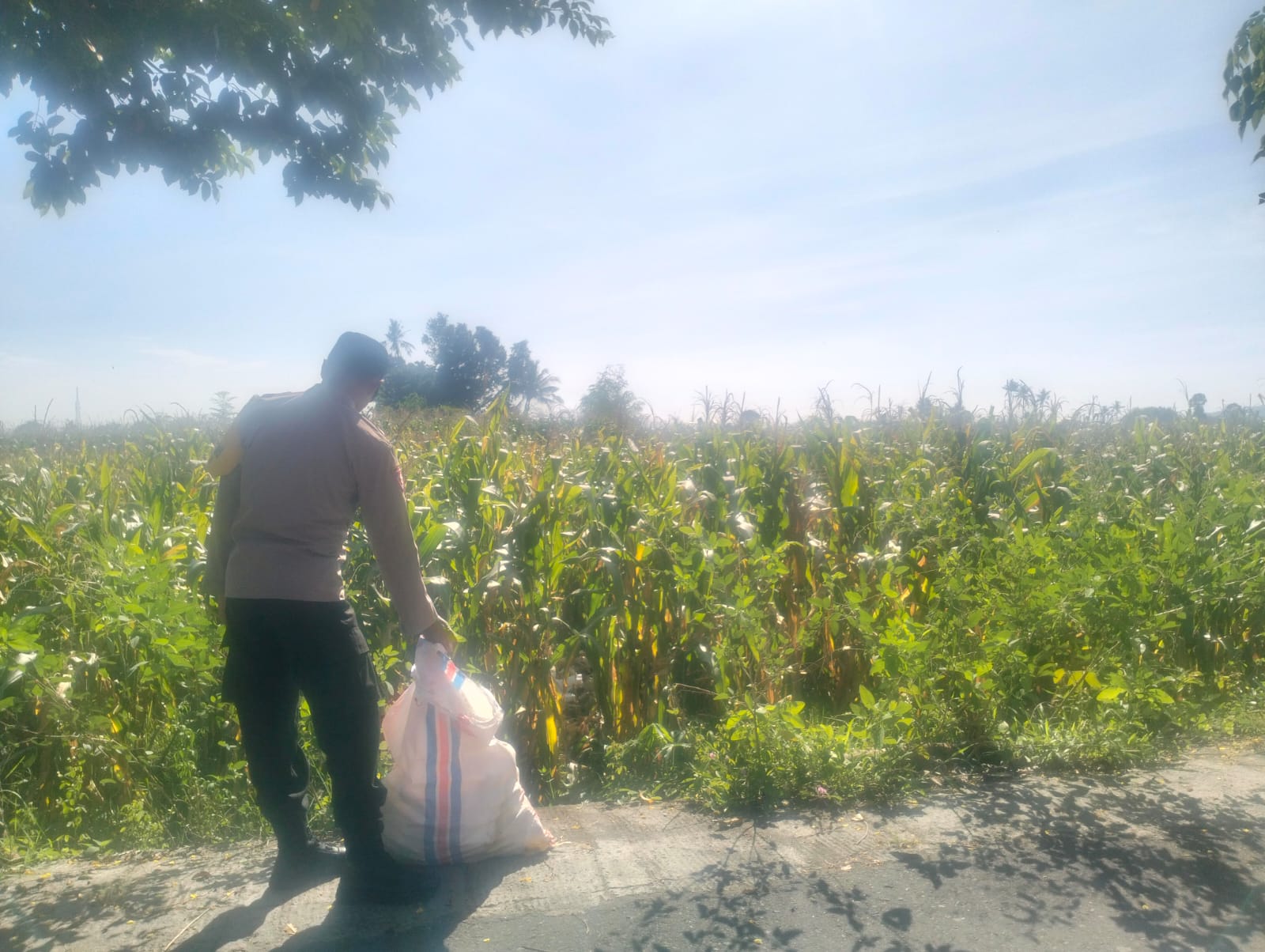 Jagung Lelede Panen Raya, Polri Pastikan Proses Aman dan Harga Stabil