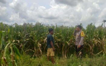 Sinergi Polri dan Warga Wujudkan Kemandirian Pangan di Lombok Barat