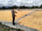 Sinergi Polri dan Bulog Jamin Harga Jual Jagung Petani Lombok Barat