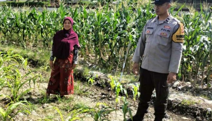 Polsek Labuapi Ubah Pekarangan Jadi ‘Lumbung Hidup’ Warga
