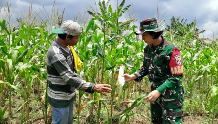 Kolaborasi TNI dan Petani Wujudkan Sawah Jagung Produktif