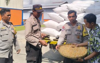 Jagung Petani Lombok Barat Diserap Bulog, Harga Stabil Sesuai HPP