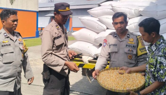 Jagung Petani Lombok Barat Diserap Bulog, Harga Stabil Sesuai HPP