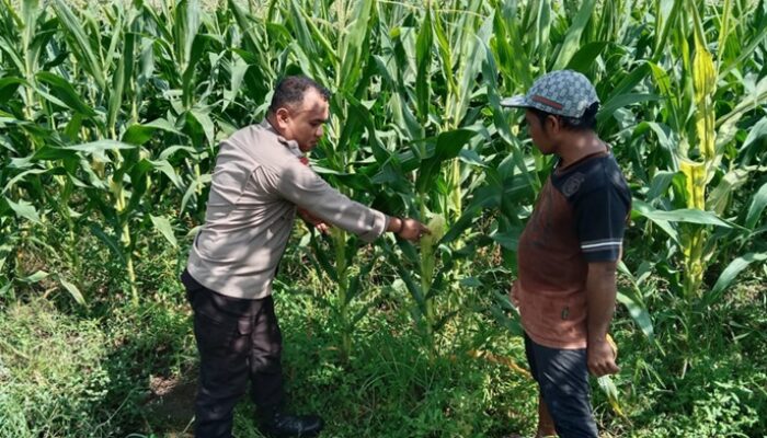 Bhabinkamtibmas Labuapi Dorong Warga Lombok Barat Tanam Mandiri