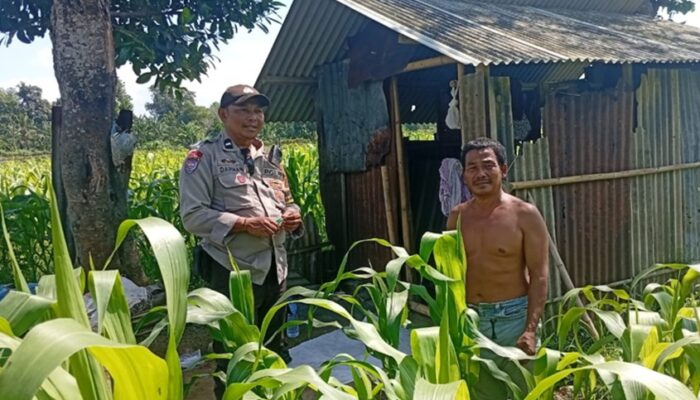 Bhabinkamtibmas Labuapi Ajak Warga Lombok Barat Lakukan Swasembada Pangan di Pekarangan