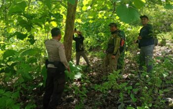 Jaga Lingkungan dan Sumber Daya Hutan, Polsek Lape Bersinergi dengan BKPH Verifikasi Potensi Jati