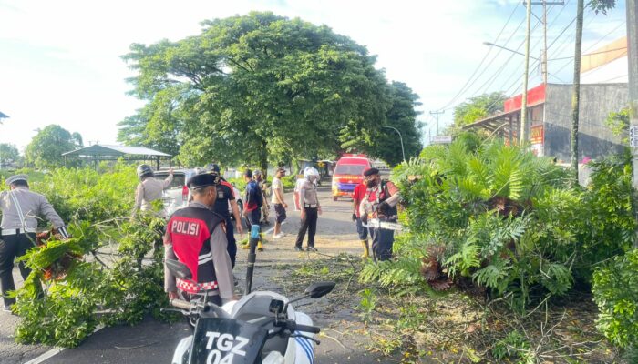 Polres Loteng Evakuasi Pohon Tumbang di Praya.