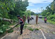 Keselamatan Prioritas: Polsek Sekotong Amankan dan Bersihkan Pohon Tumbang