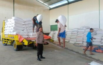 Jagung Petani Lombok Barat Lolos Uji Kualitas BULOG: Kadar Air Ideal