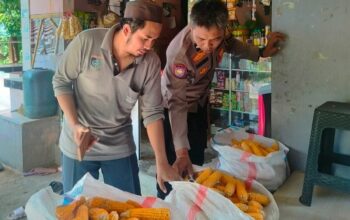 Peran Vital Bhabinkamtibmas: Dukungan Harga dan Serapan Panen Jagung