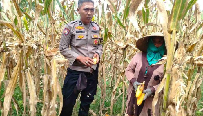 Polri Dampingi Panen Jagung di Lombok Barat, Dorong Penjualan ke Bulog