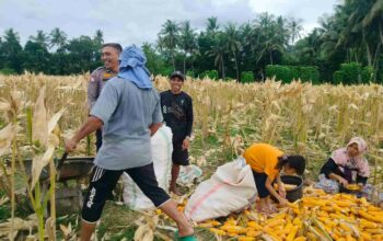 Dukung Ketahanan Pangan Nasional, Bhabinkamtibmas Lembar Imbau Petani Jual Jagung ke Bulog