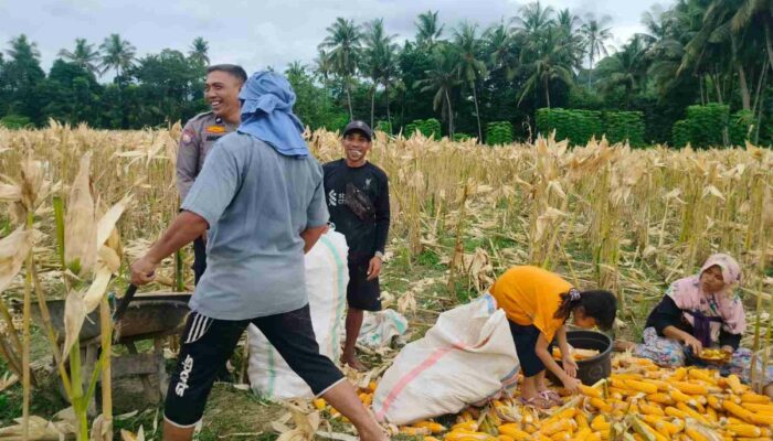 Dukung Ketahanan Pangan Nasional, Bhabinkamtibmas Lembar Imbau Petani Jual Jagung ke Bulog
