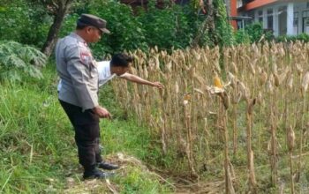 Aksi Polsek Gerung Dorong Swasembada Pangan di Desa