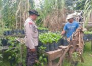 Polsek Batulayar Dampingi Pembibitan Sayur di Lahan Pekarangan Warga