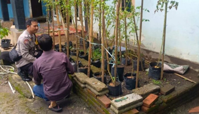 Kemandirian Pangan: Bhabinkamtibmas Tinjau Kebun Tomat Warga Perampuan