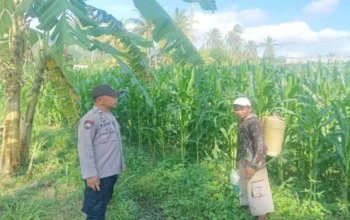 Sinergi Bhabinkamtibmas dan Peternak Gerung Perkuat Pangan