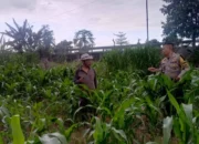 Strategi Bhabinkamtibmas Wujudkan Swasembada Pangan di Terong Tawah