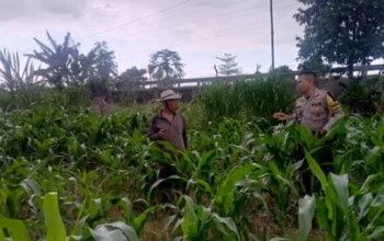 Strategi Bhabinkamtibmas Wujudkan Swasembada Pangan di Terong Tawah