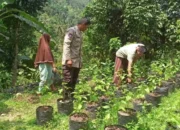 Bhabinkamtibmas Batulayar Edukasi Warga Tanam Sayur di Polibag