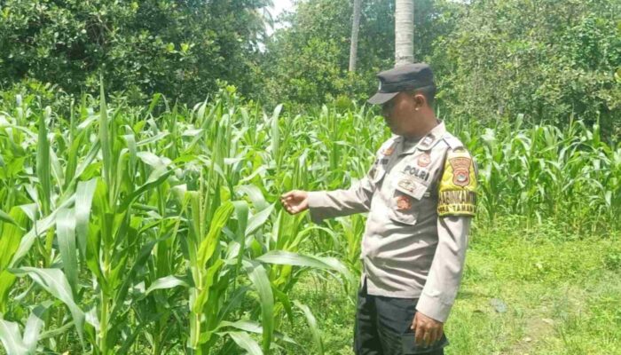 Polsek Sekotong Dukung Ketahanan Pangan di Taman Baru