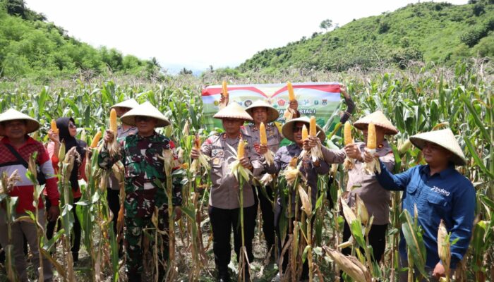 Polres Sumbawa Barat Laksanakan Panen Raya Jagung Serentak Kuartal I Tahun 2026