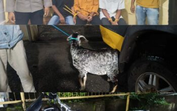 Nyolong Satu Ekor Kambing, Tiga Pria Asal Desa Tonda ini Diamankan Polsek Madapangga