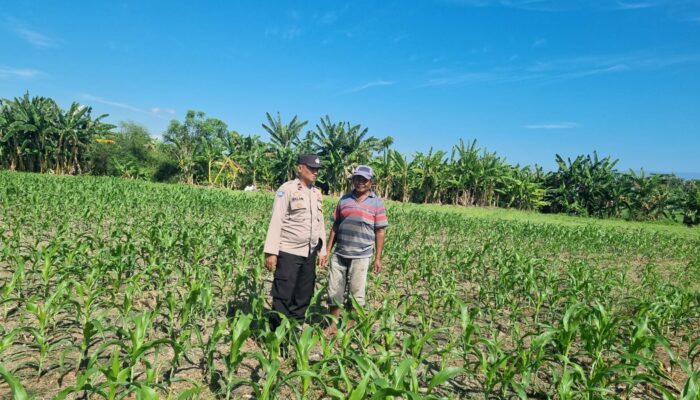 Polri Hadir di Tengah Petani, Pantau Lahan Jagung Warga di Kecamatan Kilo