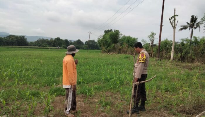 Polsek Hu’u Pantau Lahan Jagung Warga di Desa Cempi Jaya, Dukung Ketahanan Pangan Nasional