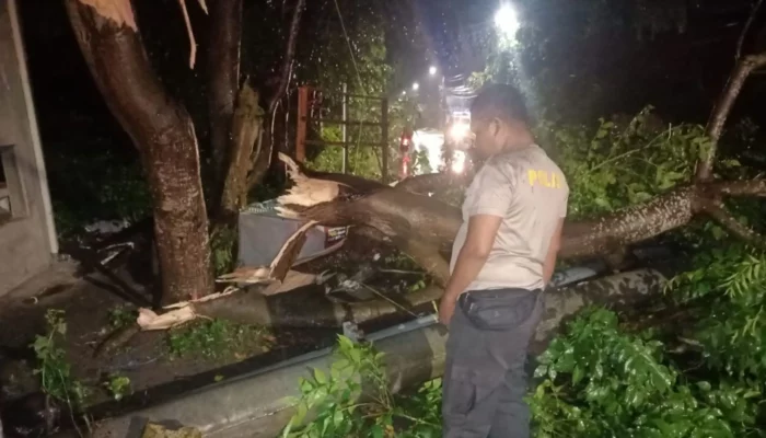 Pohon Tumbang di Batulayar, Polisi Gerak Cepat Sterilisasi Jalan