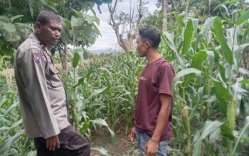 Polsek Woja Laksanakan Pemantauan Lahan Jagung Warga Binaan Dukung Program Ketahanan Pangan Nasional