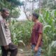 Polsek Woja Laksanakan Pemantauan Lahan Jagung Warga Binaan Dukung Program Ketahanan Pangan Nasional