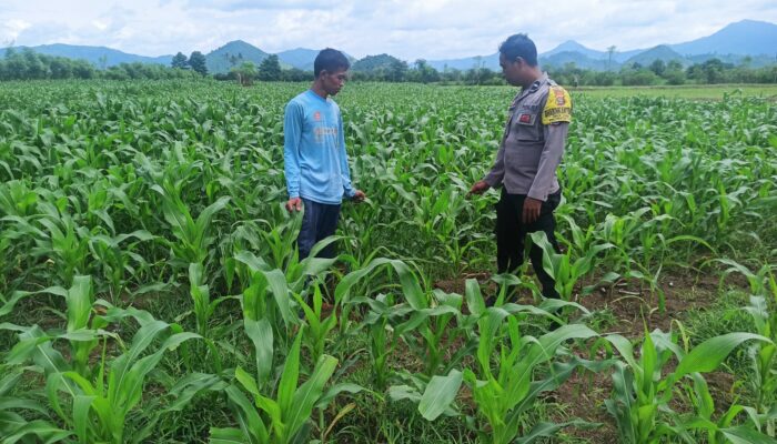 Polsek Pajo Laksanakan Pemantauan Lahan Jagung Warga Binaan Dukung Program Ketahanan Pangan Nasional