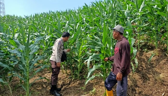 Bhabinkamtibmas Polsek Pekat Lakukan Pemantauan Lahan Jagung Warga Dukung Ketahanan Pangan Nasional