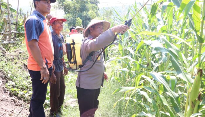 Dorong Produktivitas Jagung, Polres Sumbawa Barat Bersinergi Bersama Kelompok Tani Lakukan Penyemprotan Pupuk 
